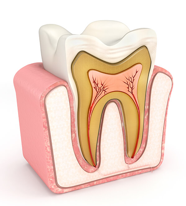 illustration of the interior of a tooth